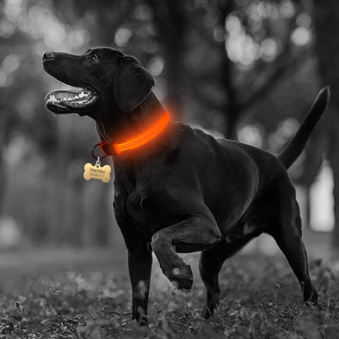 LED Adjustable Dog Collar- Keep your dog safe at night